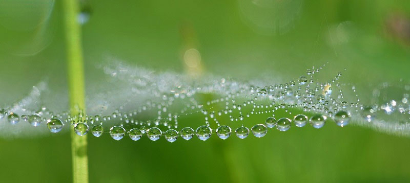 Quelle: http://www.pixabay.de   - Pixabay-susannp4-spider-web-5113579_1280 Einfach schreiben